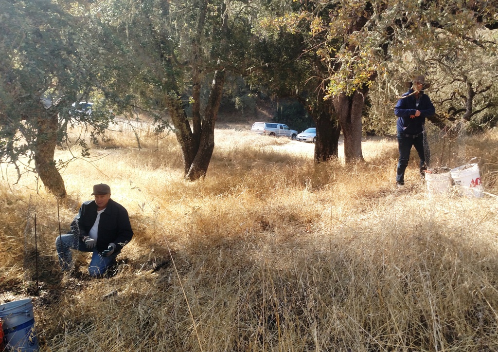 Jim and Deborah removing the weeds around oak seedlings.